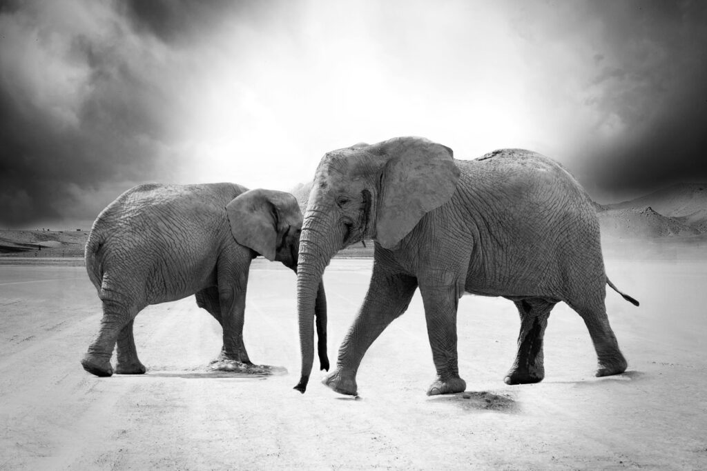 Striking black and white photograph of two elephants in a desolate landscape.